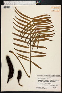 Zamia integrifolia image