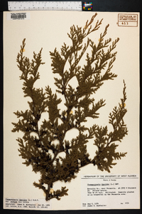 Chamaecyparis thyoides image