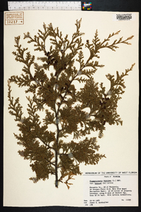 Chamaecyparis thyoides image