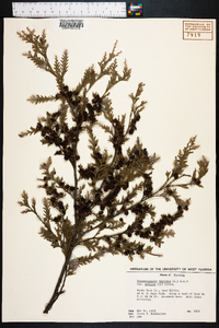 Chamaecyparis thyoides image