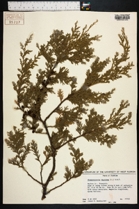 Chamaecyparis thyoides image