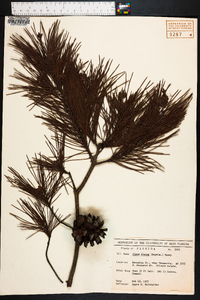 Pinus clausa image