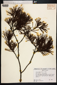 Pinus clausa image