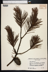 Pinus glabra image