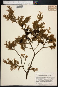 Chamaecyparis thyoides image