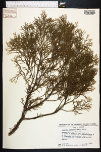 Juniperus silicicola image