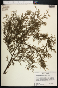 Juniperus silicicola image