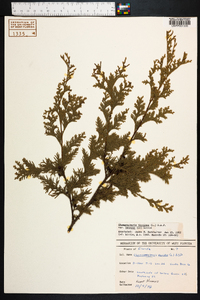 Chamaecyparis thyoides image