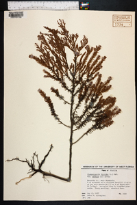 Chamaecyparis thyoides image