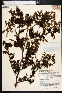 Chamaecyparis thyoides image