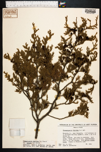 Chamaecyparis thyoides image