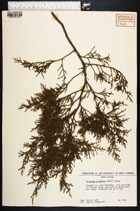 Juniperus silicicola image