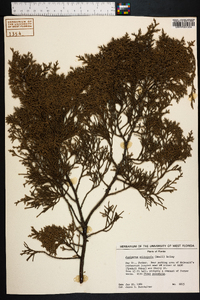 Juniperus silicicola image