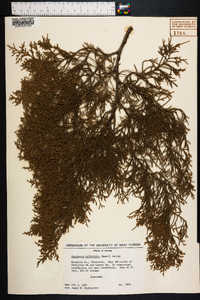 Juniperus silicicola image