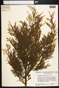 Juniperus silicicola image