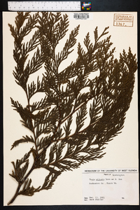 Thuja plicata image