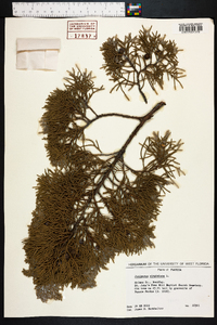 Juniperus silicicola image