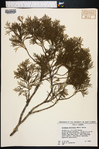 Juniperus silicicola image