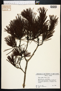 Pinus clausa image