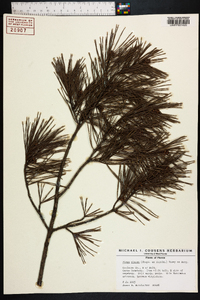 Pinus clausa image