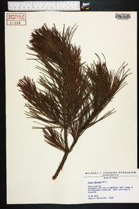 Pinus echinata image