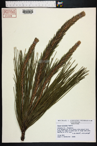 Pinus elliottii image