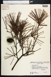 Pinus glabra image