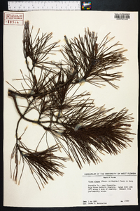 Pinus glabra image