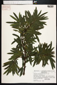 Podocarpus macrophylla image