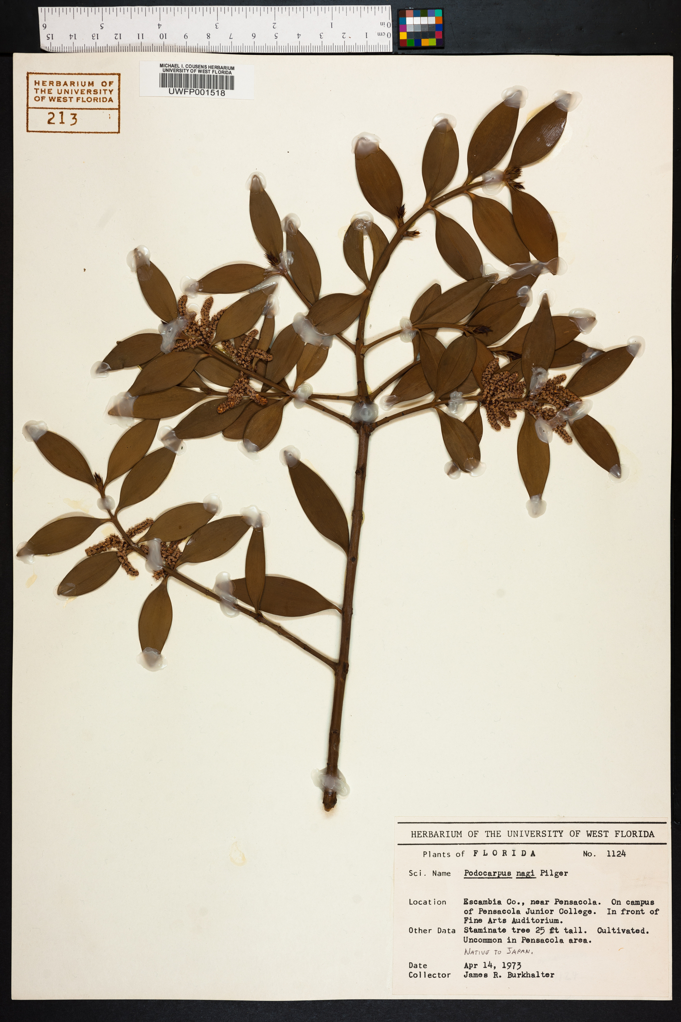 Podocarpus nagi image