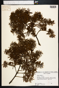 Taxus baccata image
