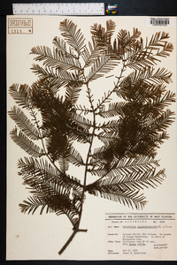 Metasequoia glyptostroboides image