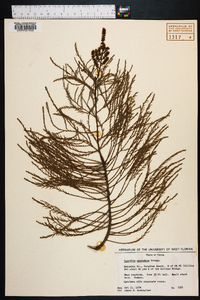 Taxodium ascendens image