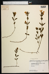 Dyschoriste oblongifolia image