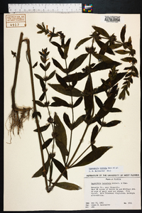 Hygrophila costata image