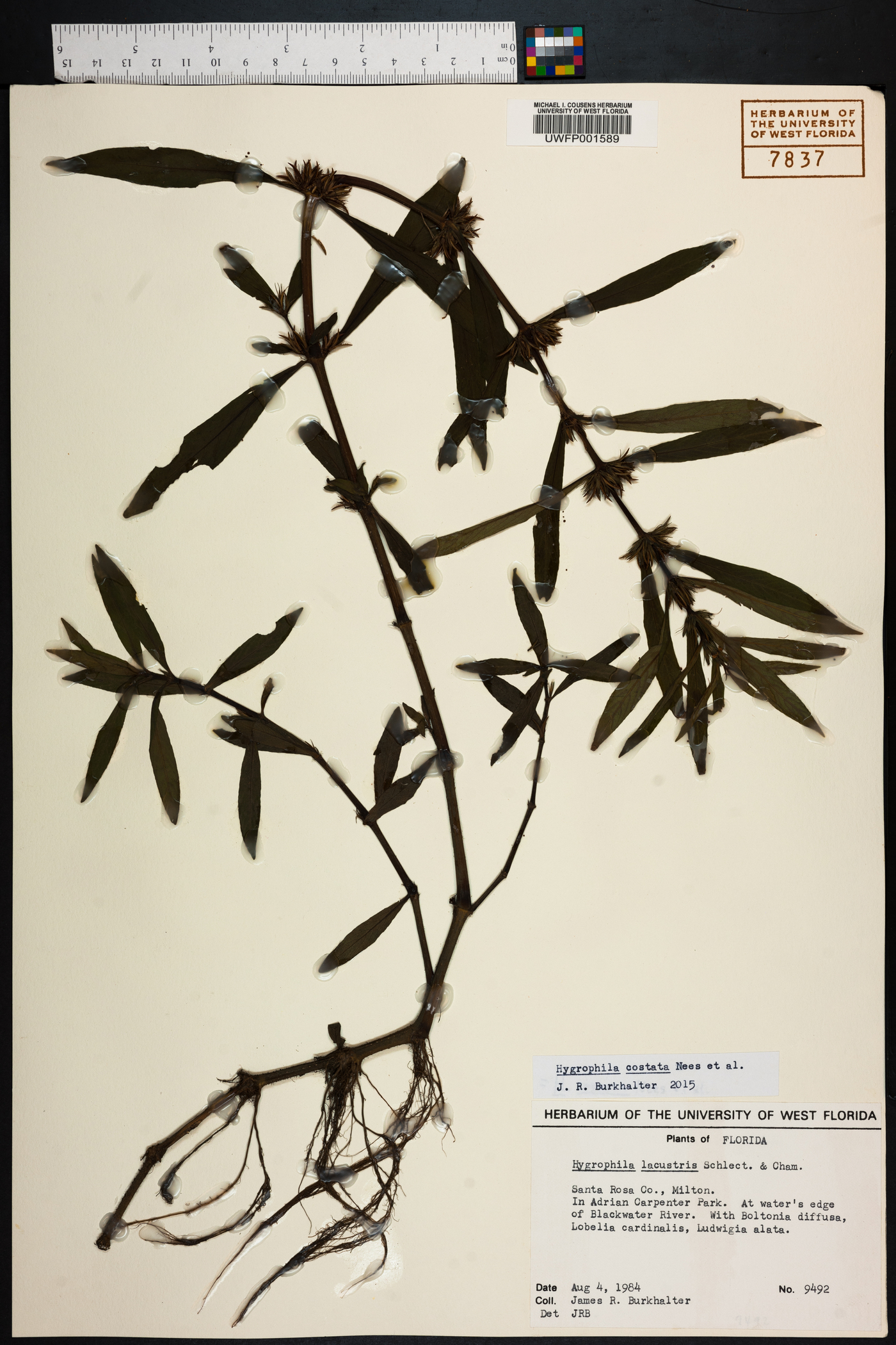Hygrophila costata image