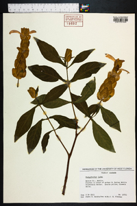 Pachystachys lutea image