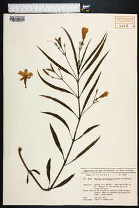 Ruellia simplex image