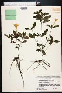 Ruellia caroliniensis image