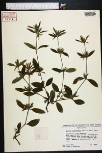 Ruellia caroliniensis image