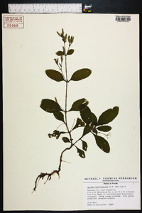 Ruellia caroliniensis image