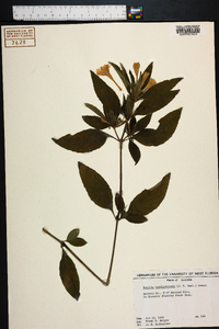 Ruellia caroliniensis image