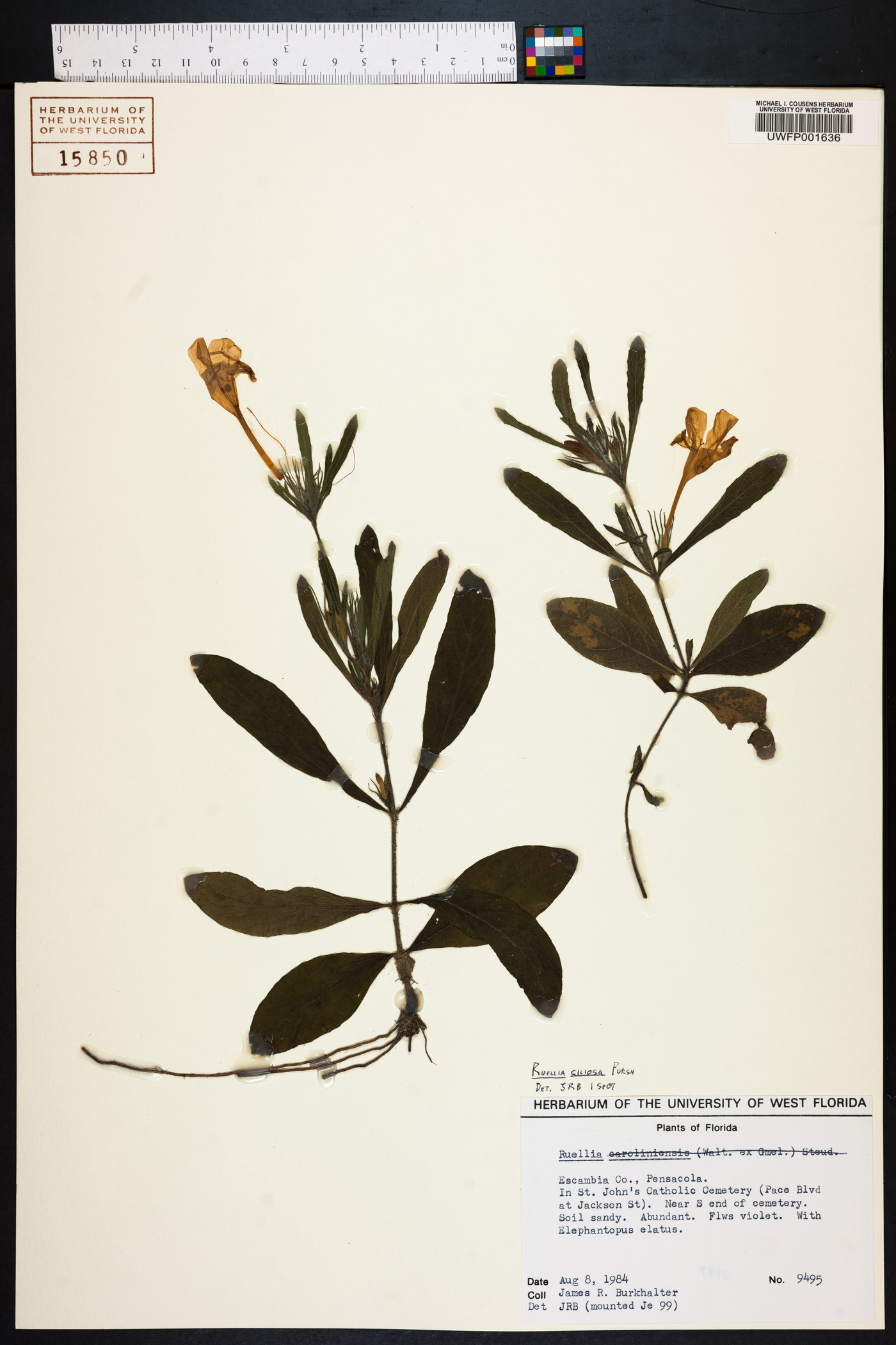 Ruellia caroliniensis subsp. ciliosa image