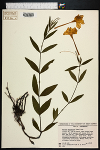 Ruellia noctiflora image