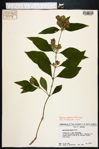 Yeatesia viridiflora image