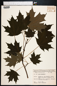 Acer platanoides image