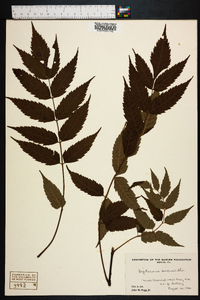 Dipteronia sinensis image