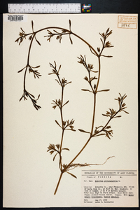 Sesuvium portulacastrum image