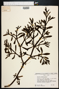 Sesuvium portulacastrum image