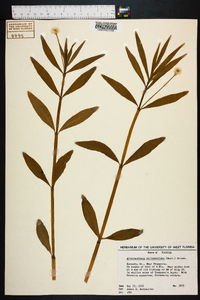 Alternanthera philoxeroides image